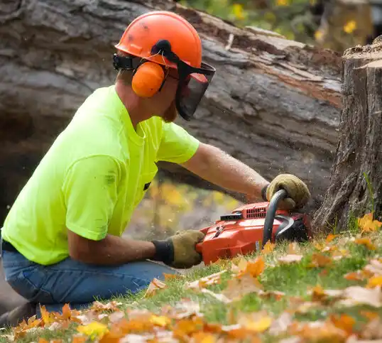 tree services San Ysidro